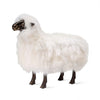 PHILIPPE SHEEP